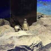 ヒメ日記 2026/02/01 18:17 投稿 まや Vitamin〜ビタミン〜