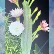 ヒメ日記 2025/08/01 15:46 投稿 梁島美空(やなしまみく) 五十路マダムエクスプレス厚木店(カサブランカグループ)