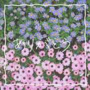 ヒメ日記 2025/10/16 08:08 投稿 梁島美空(やなしまみく) 五十路マダムエクスプレス厚木店(カサブランカグループ)