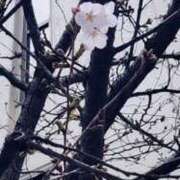 しおん ゆっくりだね 奥鉄オクテツ東京店（デリヘル市場）