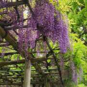 ヒメ日記 2026/04/23 21:25 投稿 しおん 奥鉄オクテツ東京店（デリヘル市場）