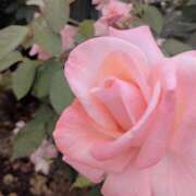 ヒメ日記 2025/05/31 18:02 投稿 しき 京都デリヘル倶楽部