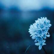 ヒメ日記 2025/08/09 17:01 投稿 しき 京都デリヘル倶楽部