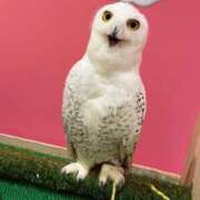 瑞樹 加奈 ミニ動物園 人妻セレブ宮殿