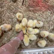 瑞樹 加奈 またまた… 人妻セレブ宮殿