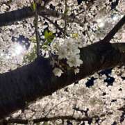 ヒメ日記 2025/04/10 19:41 投稿 さと an_an（アンアン）