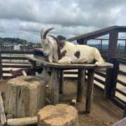 ヒメ日記 2025/05/23 17:46 投稿 さと an_an（アンアン）