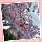 ヒメ日記 2025/04/03 21:14 投稿 【餅田 ふわり】 梅田ムチSpa女学院