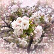 ヒメ日記 2025/04/15 10:44 投稿 【餅田 ふわり】 梅田ムチSpa女学院