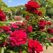 【餅田 ふわり】 素敵な庭園🌹✨ 梅田ムチSpa女学院