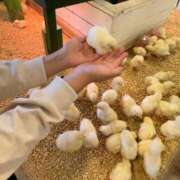 ヒメ日記 2025/08/16 09:21 投稿 はなよ 船橋ときめき女学園