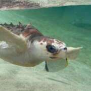 ヒメ日記 2025/09/06 08:21 投稿 はなよ 船橋ときめき女学園