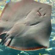 ヒメ日記 2026/02/10 09:11 投稿 はなよ 船橋ときめき女学園