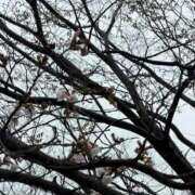 ヒメ日記 2026/03/28 08:31 投稿 はなよ 船橋ときめき女学園