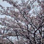 白澤みわ 桜 川崎南町 素敵な奥様（川崎ハレ系）