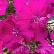 ヒメ日記 2025/05/09 13:00 投稿 伊吹きこ アラフォーna奥様 アラフィフna奥様（埼玉ハレ系）