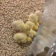 ヒメ日記 2025/04/16 00:00 投稿 なつき S級鑑定団