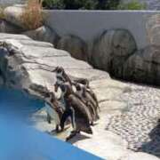 ヒメ日記 2025/04/16 18:50 投稿 なつき S級鑑定団