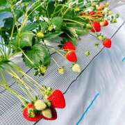 ヒメ日記 2026/03/07 10:41 投稿 藤乃 池田マッサージ