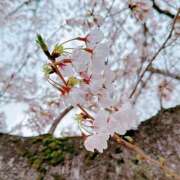 ヒメ日記 2026/04/05 11:59 投稿 藤乃 池田マッサージ