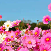 ヒメ日記 2025/03/09 08:28 投稿 蓮見うみ(れんみうみ) 五十路マダムエクスプレス厚木店(カサブランカグループ)