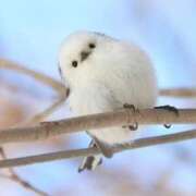 ヒメ日記 2025/03/04 01:33 投稿 青井 のあ 妄想する女学生たち 梅田校