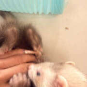 くるみ くるみあしたいるよー！ PINK PLANET