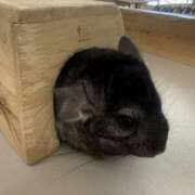 ヒメ日記 2026/04/24 22:05 投稿 くるみ PINK PLANET