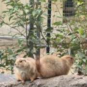 ヒメ日記 2025/10/19 22:46 投稿 くりすたる イクイクサークル鶯谷店