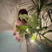 ヒメ日記 2025/04/05 08:33 投稿 椿/Tsubaki ジュリエット