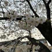 ヒメ日記 2025/03/27 18:22 投稿 あやか お姉京都