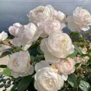 ヒメ日記 2025/05/28 23:12 投稿 あやか お姉京都