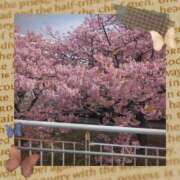 ヒメ日記 2025/03/15 06:21 投稿 岩崎水穂 五十路マダム 沼津店(カサブランカグループ)