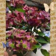 ヒメ日記 2025/05/26 19:13 投稿 岩崎水穂 五十路マダム 沼津店(カサブランカグループ)