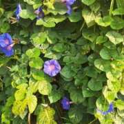 ヒメ日記 2025/08/20 15:59 投稿 春田和佳奈 五十路マダム 沼津店(カサブランカグループ)