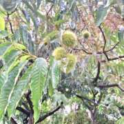 ヒメ日記 2025/09/06 17:49 投稿 春田和佳奈 五十路マダム 沼津店(カサブランカグループ)