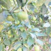 ヒメ日記 2025/10/28 15:13 投稿 春田和佳奈 五十路マダム 沼津店(カサブランカグループ)