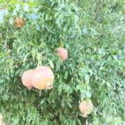 ヒメ日記 2025/11/01 15:05 投稿 春田和佳奈 五十路マダム 沼津店(カサブランカグループ)