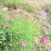 ヒメ日記 2025/11/17 23:13 投稿 春田和佳奈 五十路マダム 沼津店(カサブランカグループ)