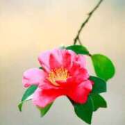 ヒメ日記 2025/12/15 18:51 投稿 春田和佳奈 五十路マダム 沼津店(カサブランカグループ)