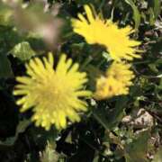 ヒメ日記 2026/01/16 15:03 投稿 春田和佳奈 五十路マダム 沼津店(カサブランカグループ)