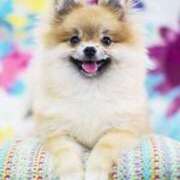 ヒメ日記 2026/01/18 19:03 投稿 春田和佳奈 五十路マダム 沼津店(カサブランカグループ)