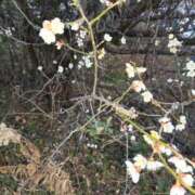 ヒメ日記 2026/01/23 17:31 投稿 春田和佳奈 五十路マダム 沼津店(カサブランカグループ)