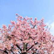 ヒメ日記 2026/02/24 15:03 投稿 春田和佳奈 五十路マダム 沼津店(カサブランカグループ)