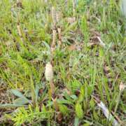 ヒメ日記 2026/03/15 19:11 投稿 春田和佳奈 五十路マダム 沼津店(カサブランカグループ)