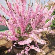 春田和佳奈 皆さん 五十路マダム 沼津店(カサブランカグループ)