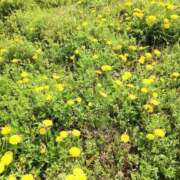 春田和佳奈 おはようございます 五十路マダム 沼津店(カサブランカグループ)