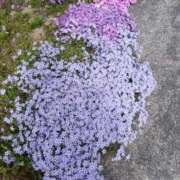 ヒメ日記 2026/04/17 07:35 投稿 春田和佳奈 五十路マダム 沼津店(カサブランカグループ)