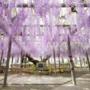 ヒメ日記 2026/04/30 19:13 投稿 春田和佳奈 五十路マダム 沼津店(カサブランカグループ)