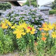 ヒメ日記 2026/06/04 11:31 投稿 春田和佳奈 五十路マダム 沼津店(カサブランカグループ)